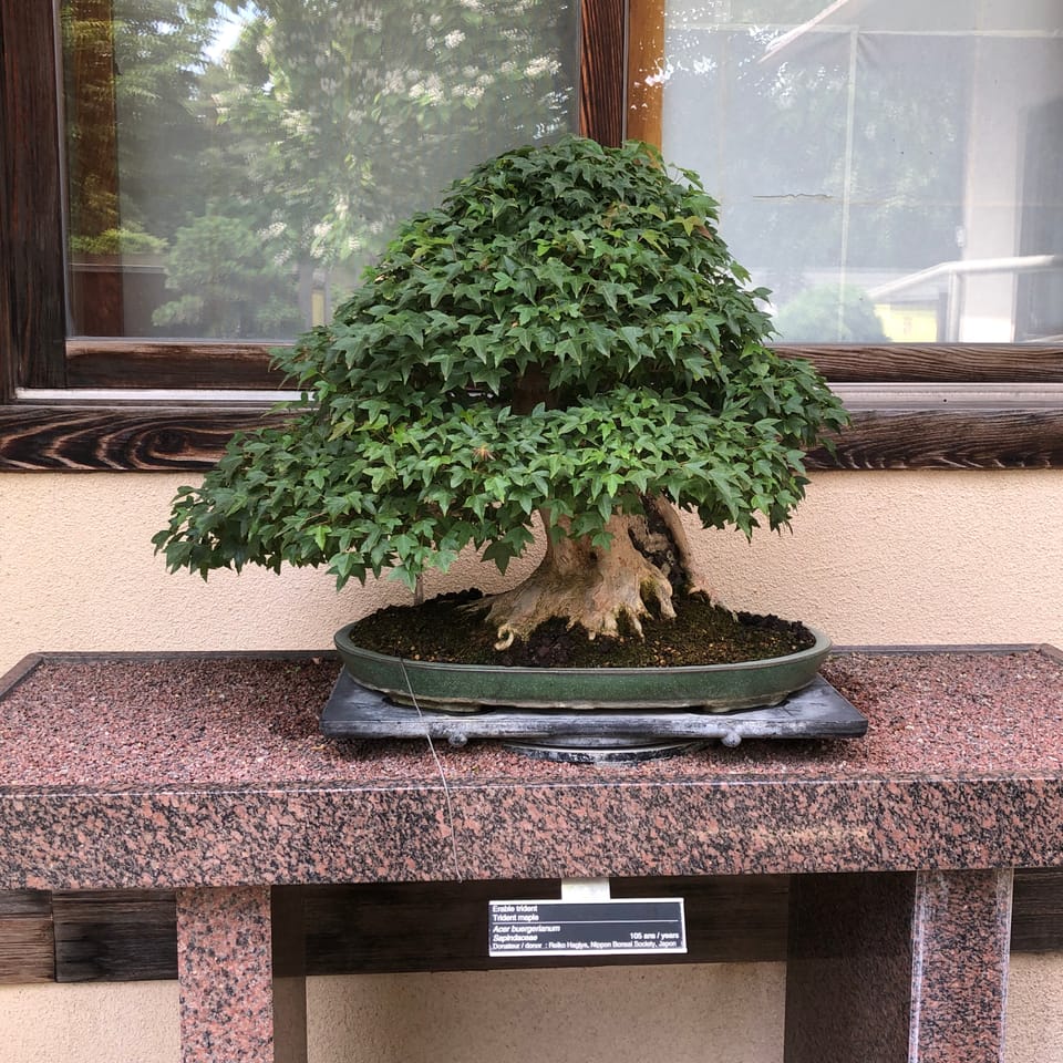 105 year old bonsai tree