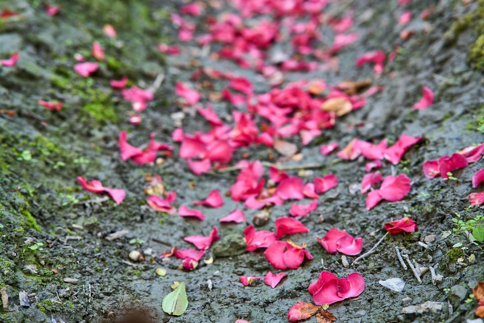 Photo by 开 心: Vibrant Red Petals on Mossy Ground Pathway