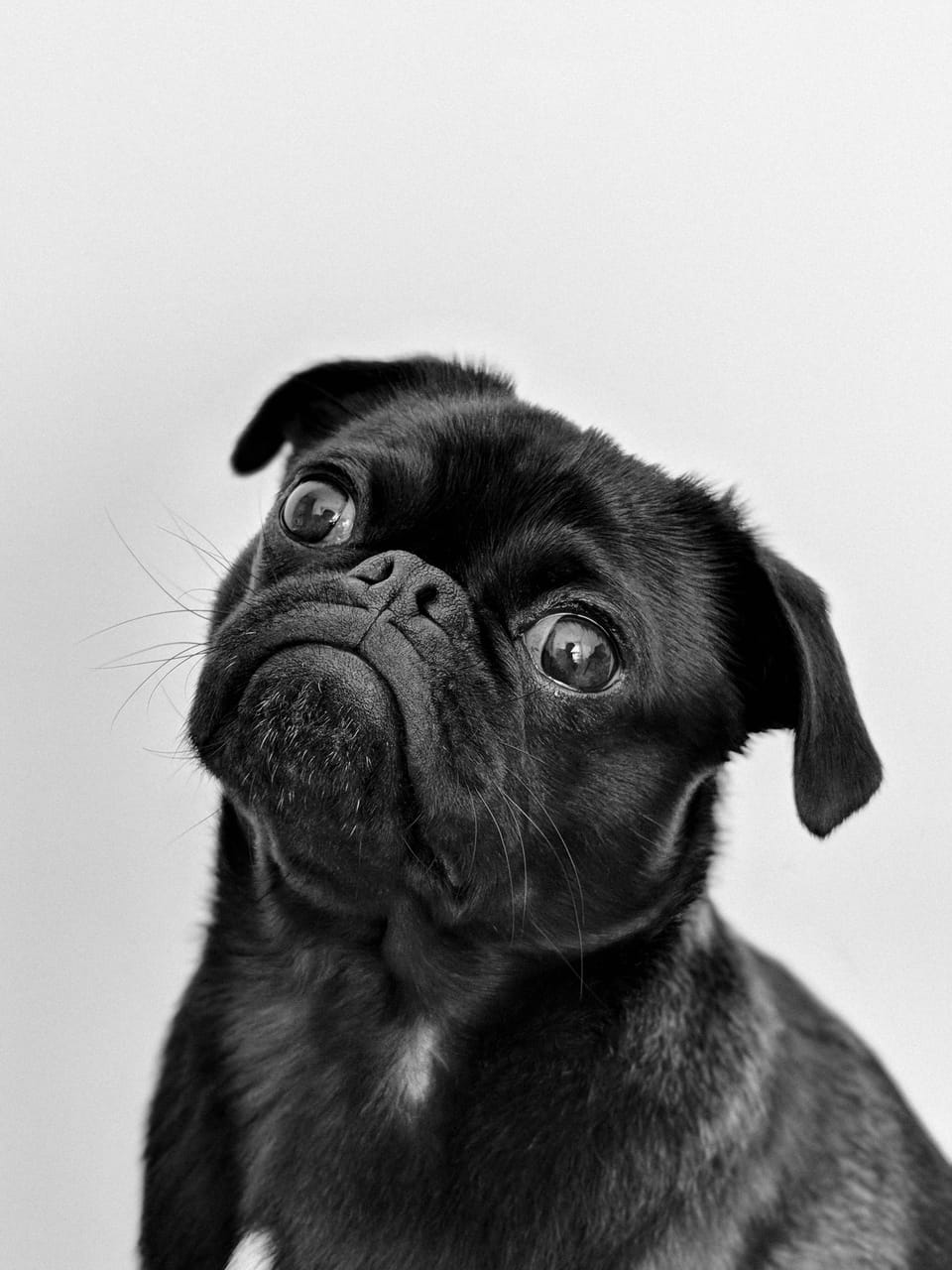 black pug photo by Charles: https://www.pexels.com/photo/portrait-photo-of-an-adult-black-pug-1851164/