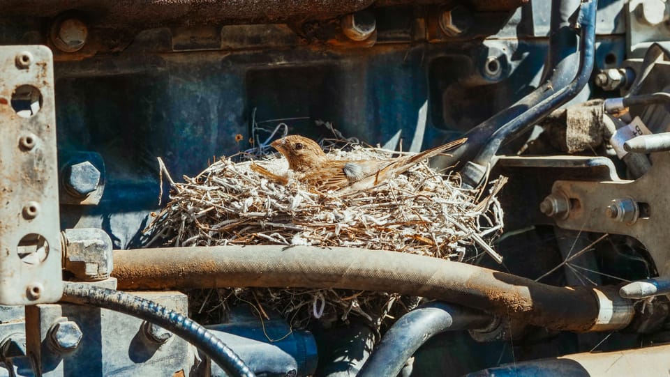 nest built among machinery. photo by kindelmedia