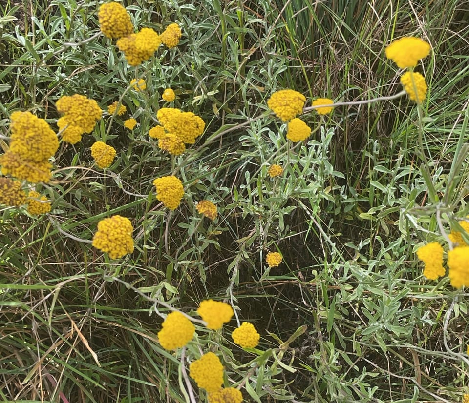 yellow flowers in bloom